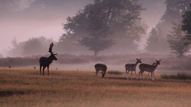 Deer in parkland at dawn on a misty autumn morning